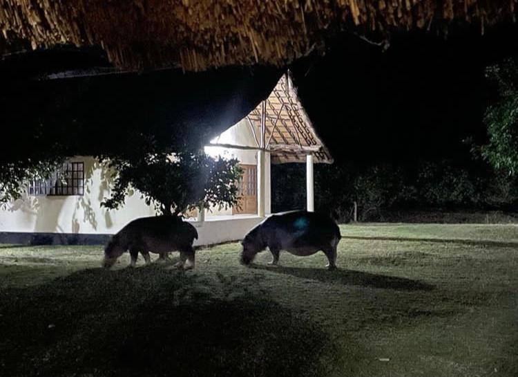 Marula Lodge Mfuwe Extérieur photo